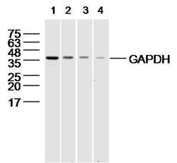 GAPDH Rabbit anti-Human, Polyclonal, Bioss 100 &mu;L; Unconjugated:Antibodies,