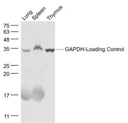 GAPDH Rabbit anti-Human, Polyclonal, Bioss 100 &mu;L; Unconjugated:Antibodies,