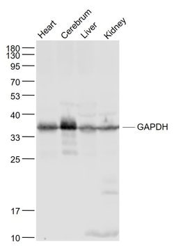 GAPDH Rabbit anti-Human, Polyclonal, Bioss 100 &mu;L; Unconjugated:Antibodies,