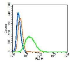 SKP2 Rabbit anti-Human, Polyclonal, Bioss 100 &mu;L; Unconjugated:Antibodies,