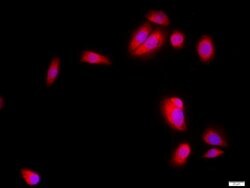 SKP2 Rabbit anti-Human, Polyclonal, Bioss 100 &mu;L; Unconjugated:Antibodies,