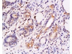 SKP2 Rabbit anti-Human, Polyclonal, Bioss 100 &mu;L; Unconjugated:Antibodies,