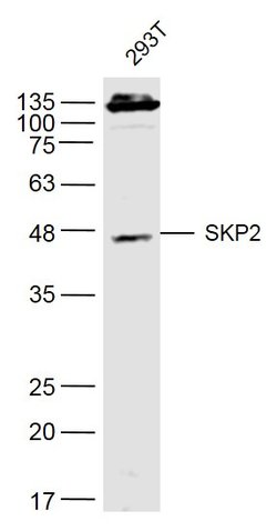SKP2 Rabbit anti-Human, Polyclonal, Bioss 100 &mu;L; Unconjugated:Antibodies,