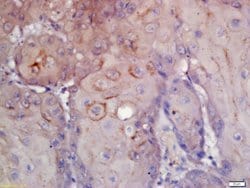 CD276/B7H3 Rabbit anti-Human, Polyclonal, Bioss 100 &mu;L | Buy Online | Bioss | Fisher Scientific