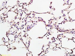 CD274 Rabbit anti-Human, Polyclonal, Bioss 100 &mu;L; Unconjugated:Antibodies,