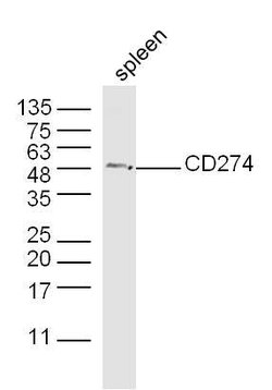 CD274 Rabbit anti-Human, Polyclonal, Bioss 100 &mu;L; Unconjugated:Antibodies,