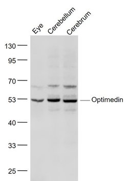 OLFM3/Optimedin Rabbit anti-Human, Polyclonal, Bioss 100 &mu;L; Unconjugated:Antibodies,