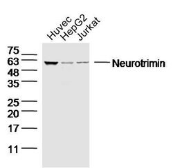 Neurotrimin/HNT Rabbit anti-Human, Polyclonal, Bioss 100 &mu;L | Buy Online | Bioss | Fisher Scientific