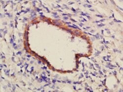 PCDH7 Rabbit anti-Human, Polyclonal, Bioss 100 &mu;L; Unconjugated:Antibodies,
