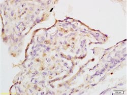 IQGAP1 Rabbit anti-Human, Polyclonal, Bioss 100 &mu;L; Unconjugated:Antibodies,