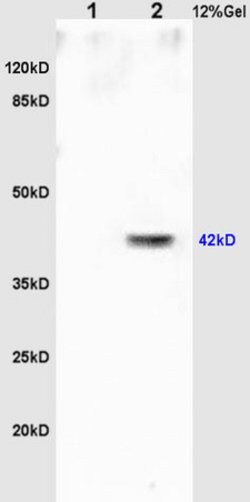OCT4 Rabbit anti-Human, Polyclonal, Bioss 100 &mu;L; Unconjugated:Antibodies,