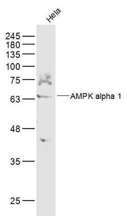 AMPK alpha-1 Rabbit anti-Human, Polyclonal, Bioss 100 &mu;L; Unconjugated:Antibodies,
