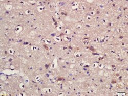 KLC1/KNS2 Rabbit anti-Human, Polyclonal, Bioss 100 &mu;L; Unconjugated:Antibodies,