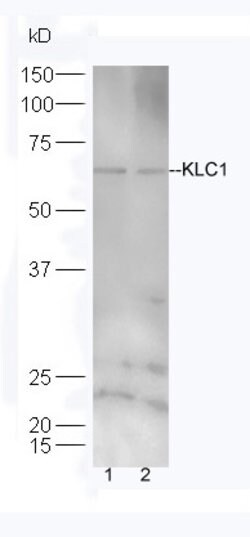 KLC1/KNS2 Rabbit anti-Human, Polyclonal, Bioss 100 &mu;L; Unconjugated:Antibodies,
