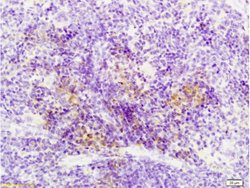 Sema3F/semaphorin 3F Rabbit anti-Human, Polyclonal, Bioss 100 &mu;L; Unconjugated:Antibodies,
