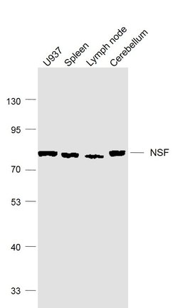 NSF Rabbit anti-Human, Polyclonal, Bioss 100 &mu;L; Unconjugated:Antibodies,