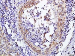 DERLIN-1 Rabbit anti-Human, Polyclonal, Bioss 100 &mu;L; Unconjugated:Antibodies,