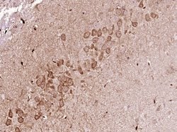 FKBP51 Rabbit anti-Human, Polyclonal, Bioss 100 &mu;L; Unconjugated:Antibodies,
