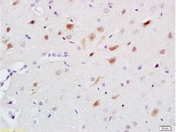 5-HT Rabbit anti-Human, Polyclonal, Bioss 100 &mu;L; Unconjugated:Antibodies,