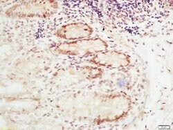 RFC2 Rabbit anti-Human, Polyclonal, Bioss 100 &mu;L; Unconjugated:Antibodies,