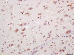 PCP4/PEP-19 Rabbit anti-Human, Polyclonal, Bioss 100 &mu;L; Unconjugated:Antibodies,