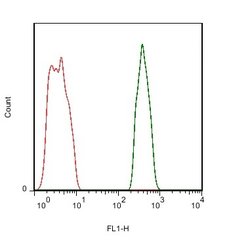 PTP zeta Rabbit anti-Human, Polyclonal, Bioss 100 &mu;L; Unconjugated:Antibodies,