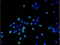 PTP zeta Rabbit anti-Human, Polyclonal, Bioss 100 &mu;L; Unconjugated:Antibodies,