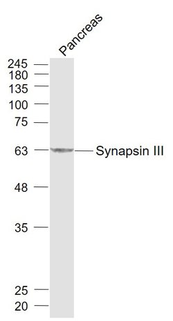 Synapsin 3 Rabbit anti-Human, Polyclonal, Bioss 100 &mu;L; Unconjugated:Antibodies,
