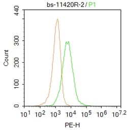 NMUR1/GPR66 Rabbit anti-Human, Polyclonal, Bioss 100 &mu;L; Unconjugated:Antibodies,