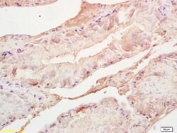 Adrenodoxin Rabbit anti-Human, Polyclonal, Bioss 100 &mu;L; Unconjugated:Antibodies,