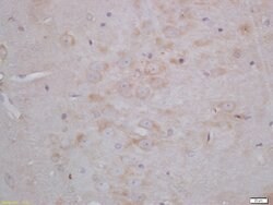 NG/Neurogranin Rabbit anti-Human, Polyclonal, Bioss 100 &mu;L; Unconjugated:Antibodies,