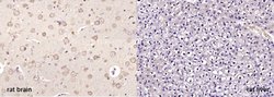 NG/Neurogranin Rabbit anti-Human, Polyclonal, Bioss 100 &mu;L; Unconjugated:Antibodies,