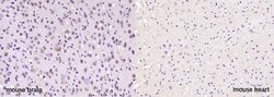 NG/Neurogranin Rabbit anti-Human, Polyclonal, Bioss 100 &mu;L; Unconjugated:Antibodies,