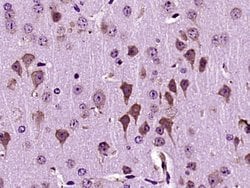 Dscam Rabbit anti-Human, Polyclonal, Bioss 100 &mu;L; Unconjugated:Antibodies,