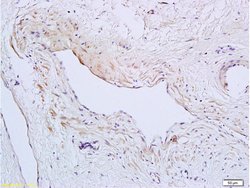 TSLC1 Rabbit anti-Human, Polyclonal, Bioss 100 &mu;L; Unconjugated:Antibodies,