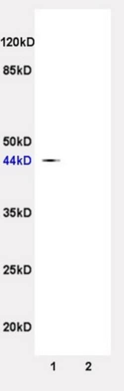 TSLC1 Rabbit anti-Human, Polyclonal, Bioss 100 &mu;L; Unconjugated:Antibodies,