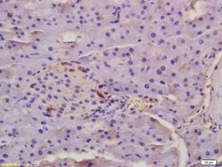 EDA Rabbit anti-Human, Polyclonal, Bioss 100 &mu;L; Unconjugated:Antibodies,