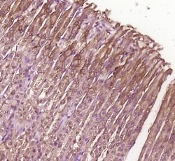 BBS8/TTC8 Rabbit anti-Human, Polyclonal, Bioss 100 &mu;L; Unconjugated:Antibodies,