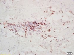 FOXD3 Rabbit anti-Human, Polyclonal, Bioss 100 &mu;L; Unconjugated:Antibodies,