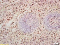 FOXD3 Rabbit anti-Human, Polyclonal, Bioss 100 &mu;L; Unconjugated:Antibodies,