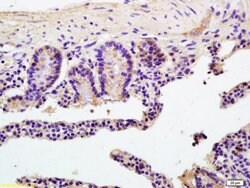 ATP1b2/Na+K+ATPase Rabbit anti-Human Mouse Rat, Polyclonal, Bioss 100 &mu;L;