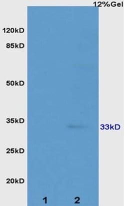 ATP1b2/Na+K+ATPase Rabbit anti-Human Mouse Rat, Polyclonal, Bioss 100 &mu;L;