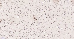 Neuro D4/DPF1 Rabbit anti-Human, Polyclonal, Bioss 100 &mu;L; Unconjugated:Antibodies,