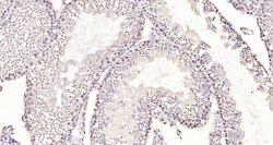 Neuro D4/DPF1 Rabbit anti-Human, Polyclonal, Bioss 100 &mu;L; Unconjugated:Antibodies,