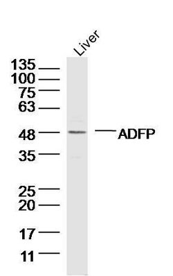 ADFP Rabbit anti-Human, Polyclonal, Bioss 100 &mu;L; Unconjugated:Antibodies,