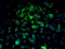 Beta catenin Rabbit anti-Human, Polyclonal, Bioss 100 &mu;L; Unconjugated:Antibodies,