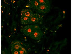 Beta catenin Rabbit anti-Human, Polyclonal, Bioss 100 &mu;L; Unconjugated:Antibodies,