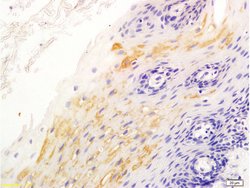 Beta catenin Rabbit anti-Human, Polyclonal, Bioss 100 &mu;L; Unconjugated:Antibodies,