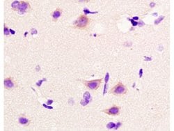 Beta catenin Rabbit anti-Human, Polyclonal, Bioss 100 &mu;L; Unconjugated:Antibodies,