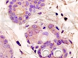 Beta catenin Rabbit anti-Human, Polyclonal, Bioss 100 &mu;L; Unconjugated:Antibodies,